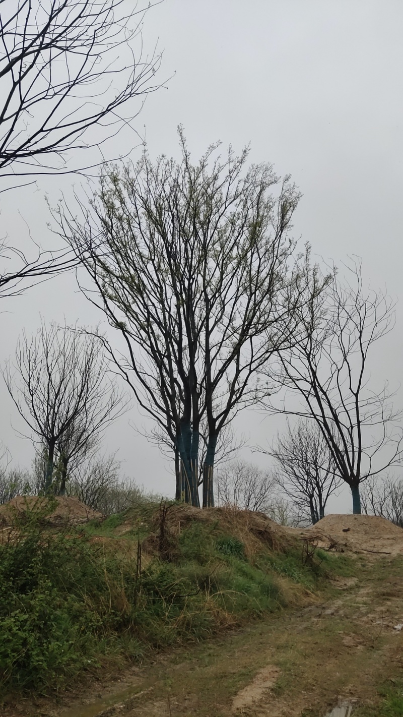 丛生朴树价格，丛生朴树产地，丛生朴树基地