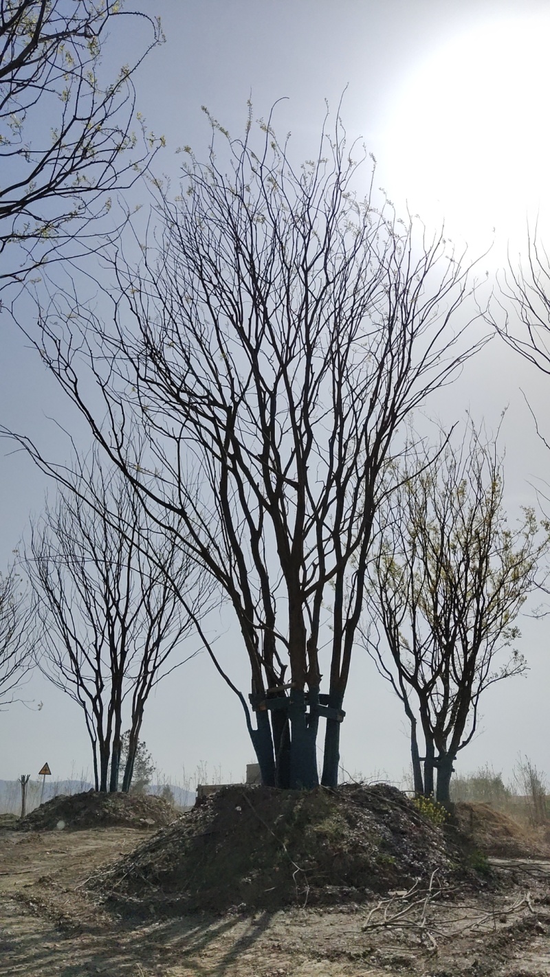 丛生朴树价格，丛生朴树产地，丛生朴树基地