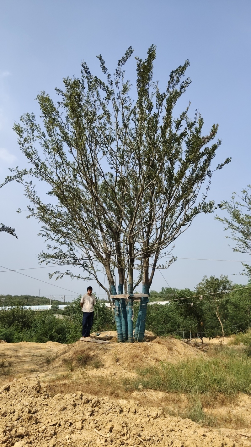 丛生朴树价格，丛生朴树产地，丛生朴树基地