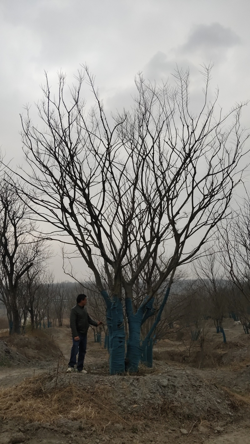 丛生朴树价格，丛生朴树产地，丛生朴树基地