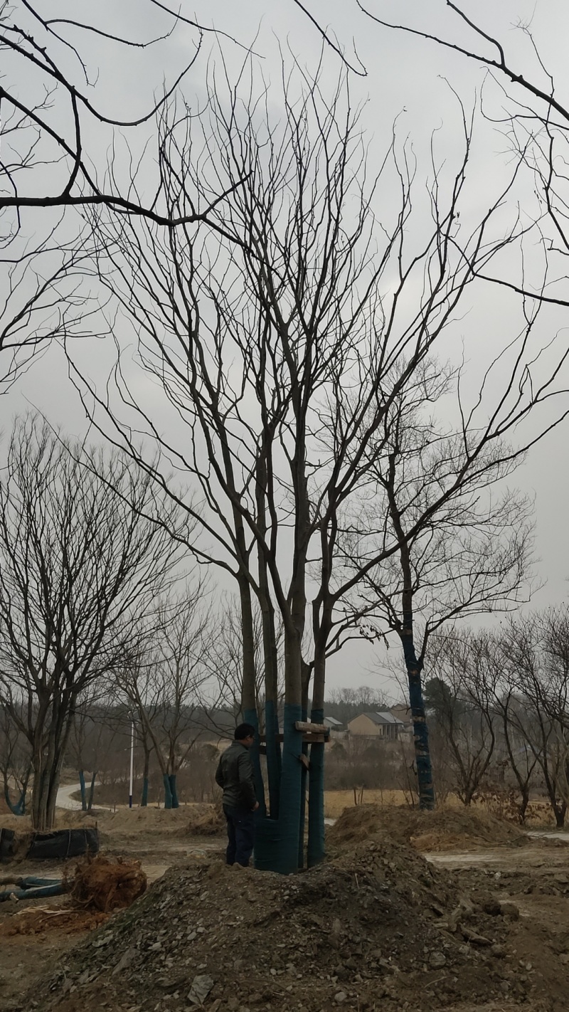 丛生朴树价格，丛生朴树产地，丛生朴树基地