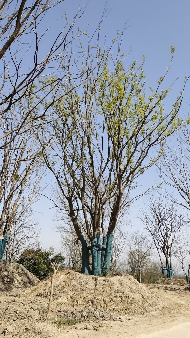 丛生朴树价格，丛生朴树产地，丛生朴树基地