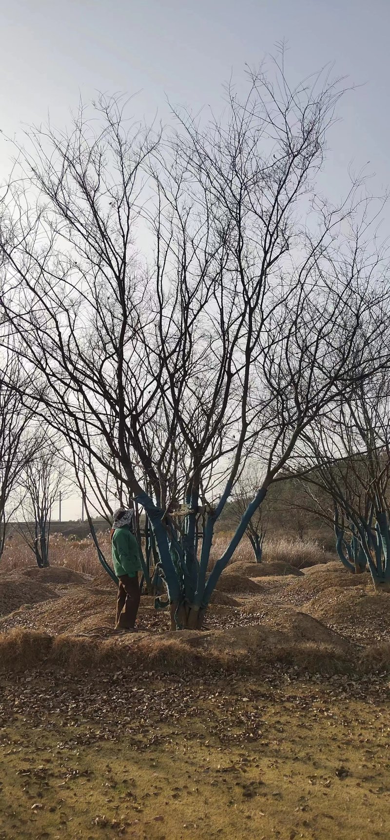 丛生朴树价格，丛生朴树产地，丛生朴树基地