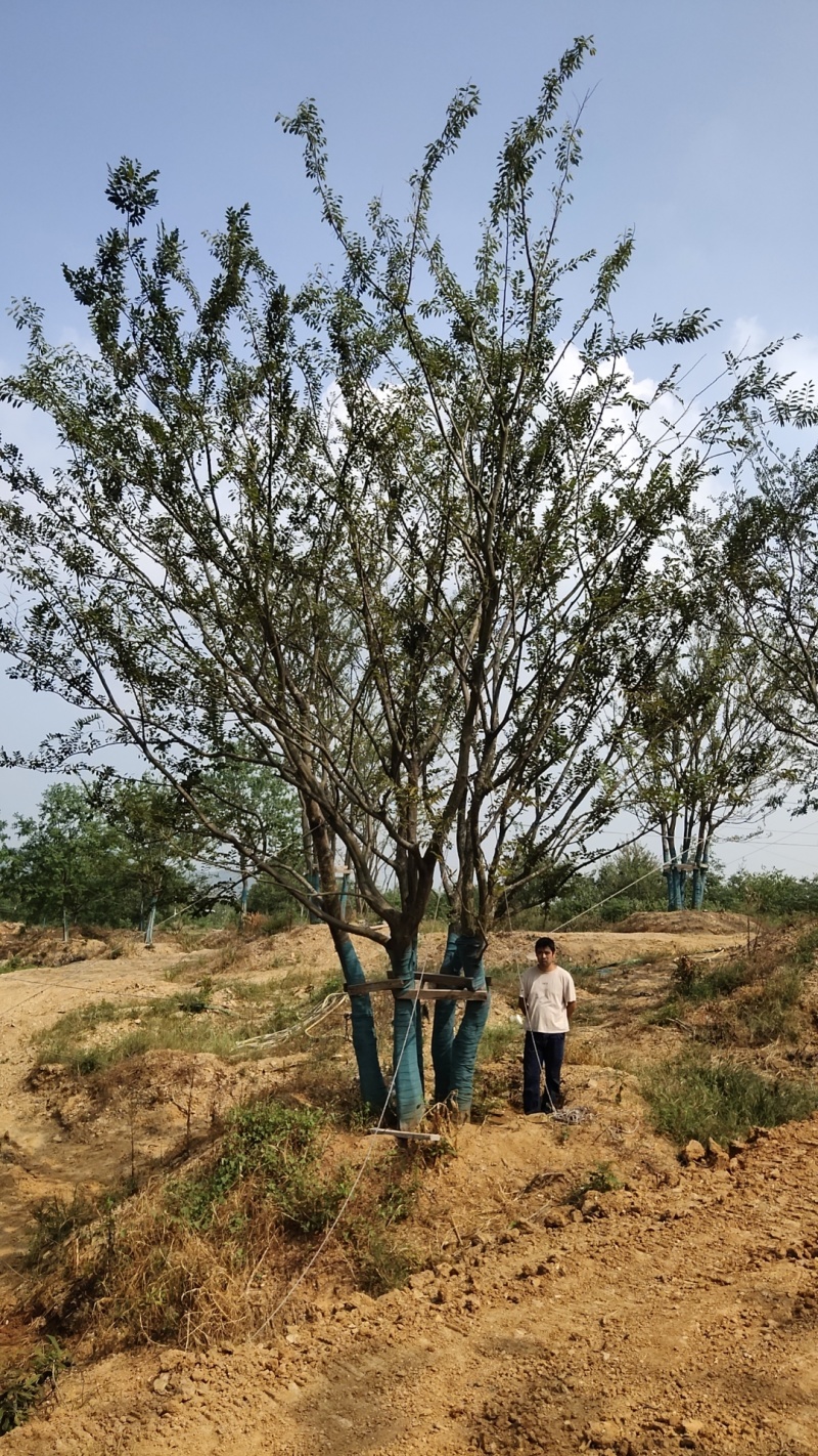 丛生朴树价格，丛生朴树产地，丛生朴树基地