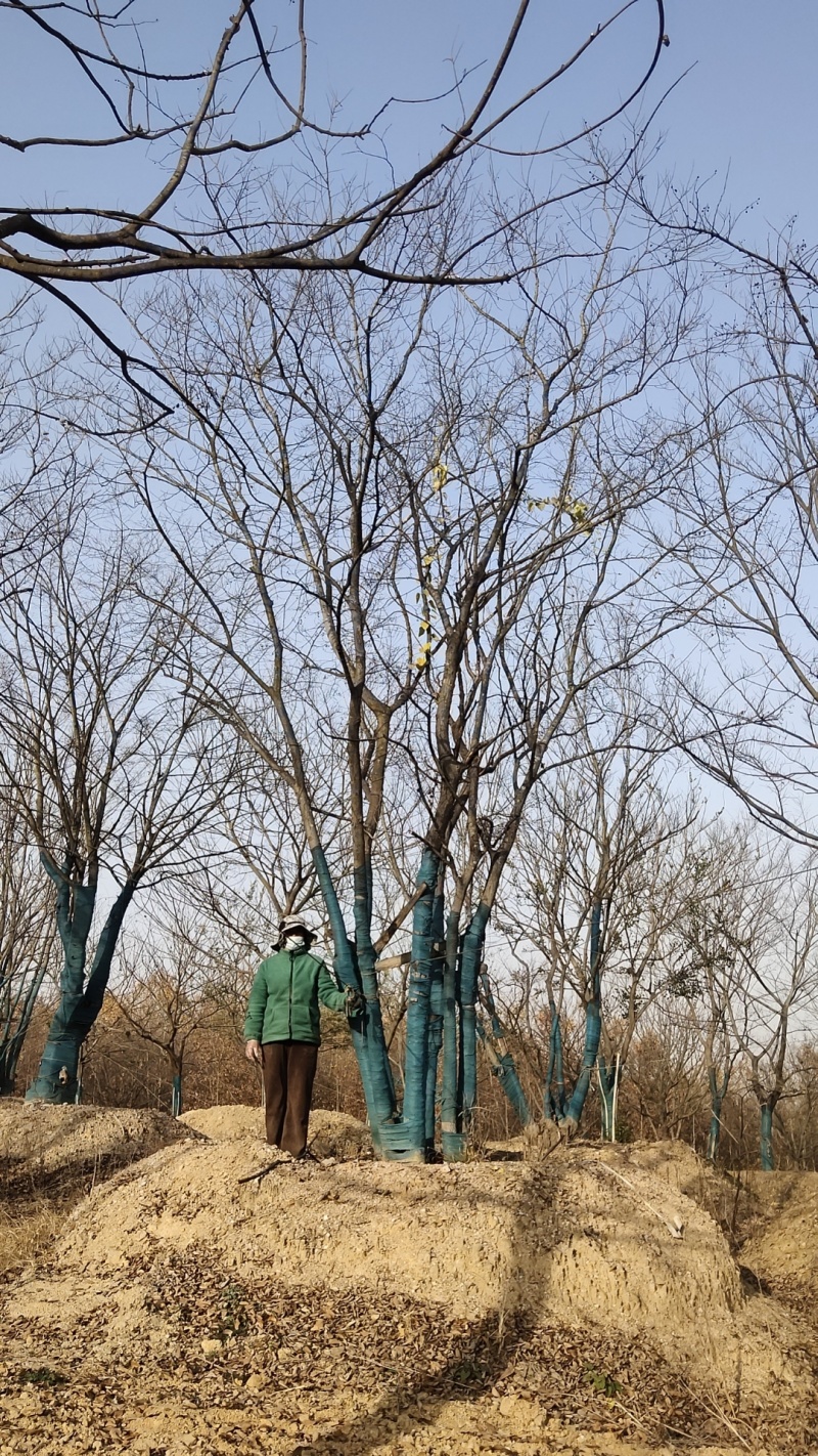 丛生朴树价格，丛生朴树产地，丛生朴树基地