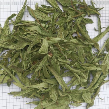 甜叶菊，规格齐全，对版，茶用新货颜色好实拍现货接单秒发货