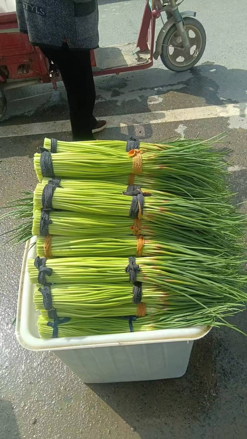 红帽蒜苔！产地直发！货源充足！储存加工！欢迎下单！