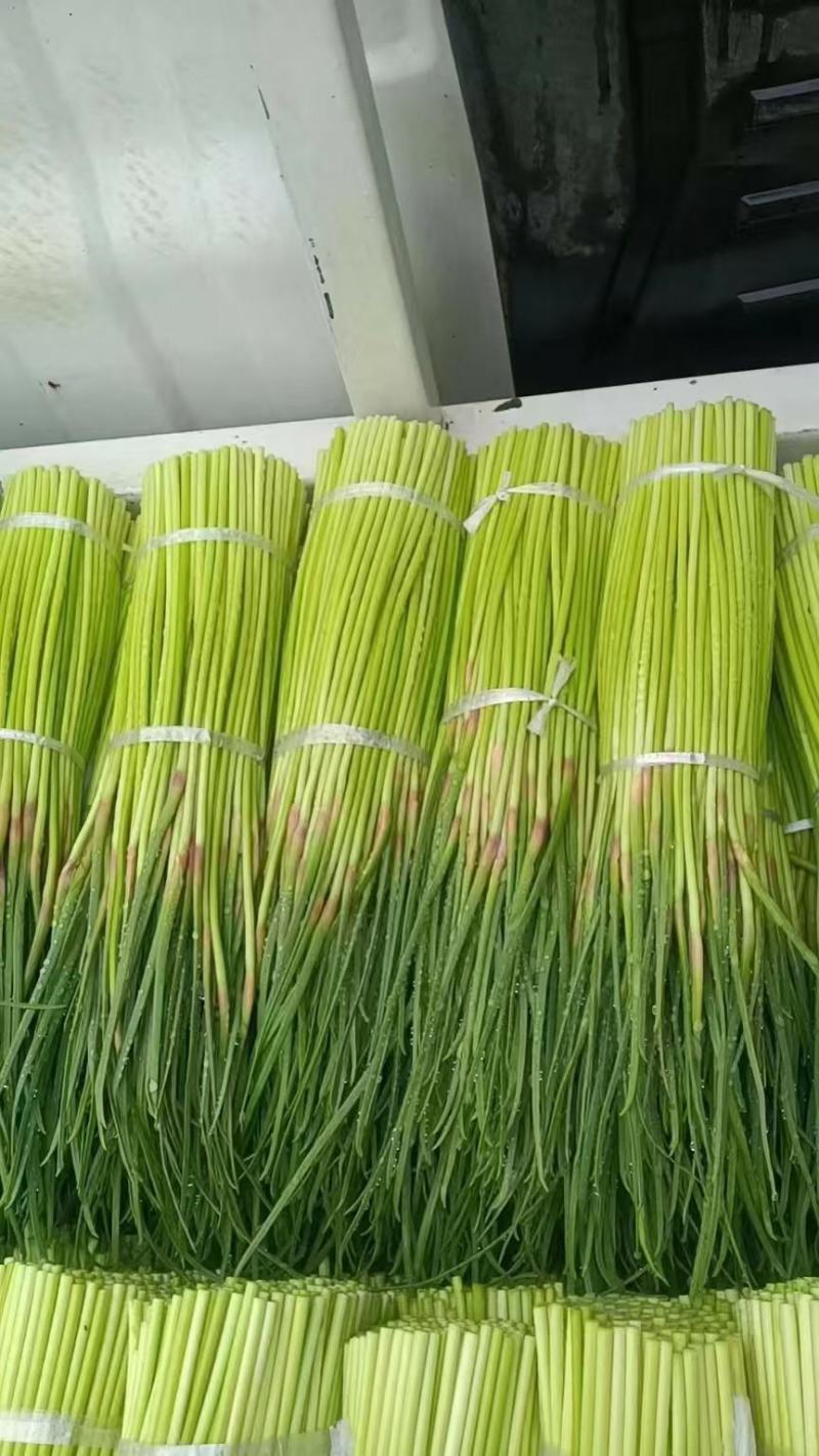 红帽蒜苔！产地直发！货源充足！储存加工！欢迎下单！