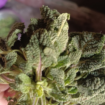 荔枝草別名蛤蟆皮草