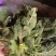 荔枝草別名蛤蟆皮草
