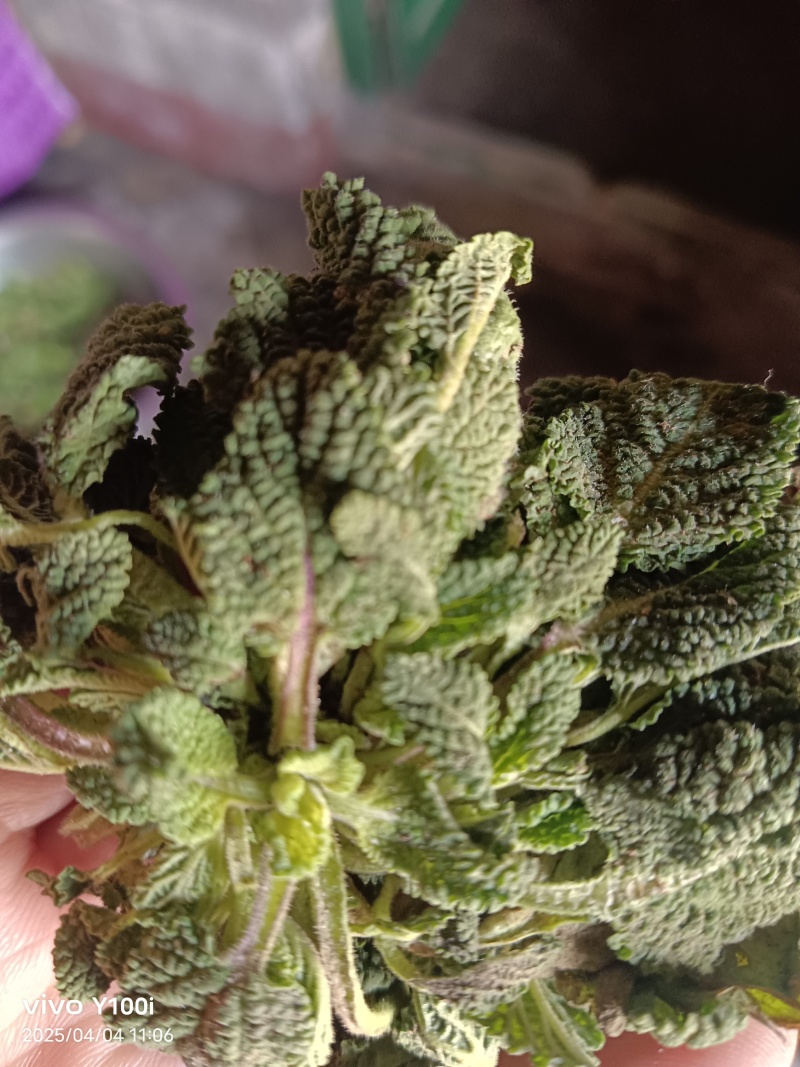 荔枝草別名蛤蟆皮草