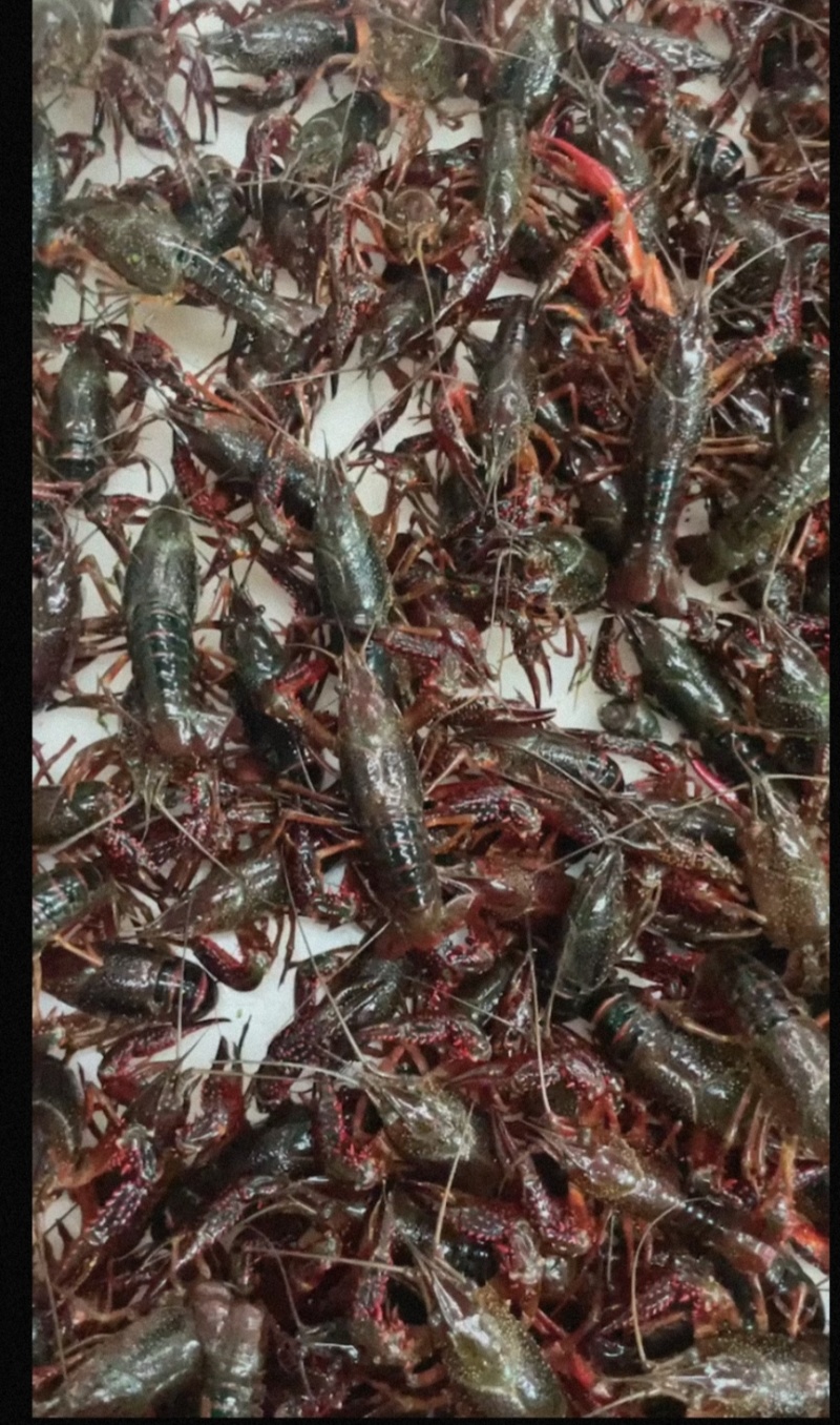 湖北潜江小龙虾批发产地直发童叟无欺每个规格都有