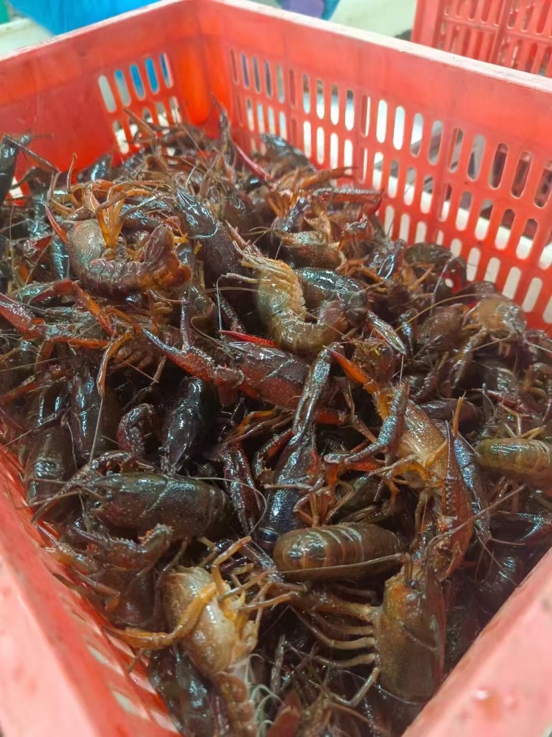 湖北潜江小龙虾批发产地直发童叟无欺每个规格都有
