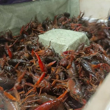 湖北潜江小龙虾批发产地直发童叟无欺每个规格都有