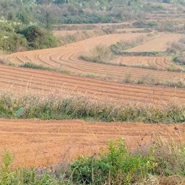 土地租赁现有200亩土地可视频看地常年租赁