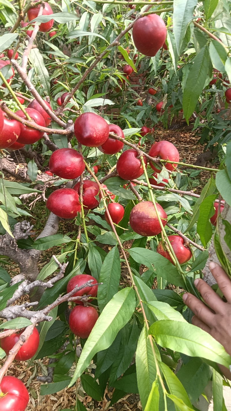 油桃上市了