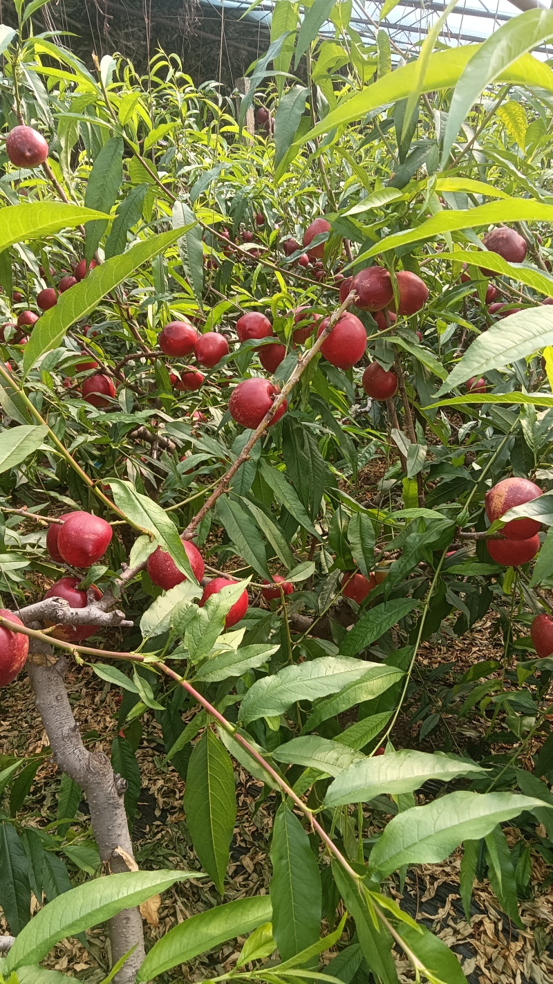 油桃上市了