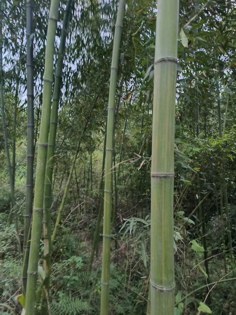 竹子