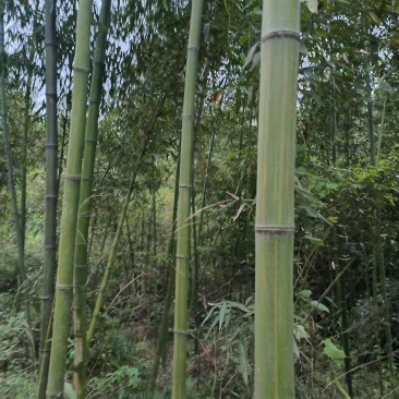 竹子