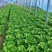 【今日推荐】意大利生菜可视频看货对接全国品质保证
