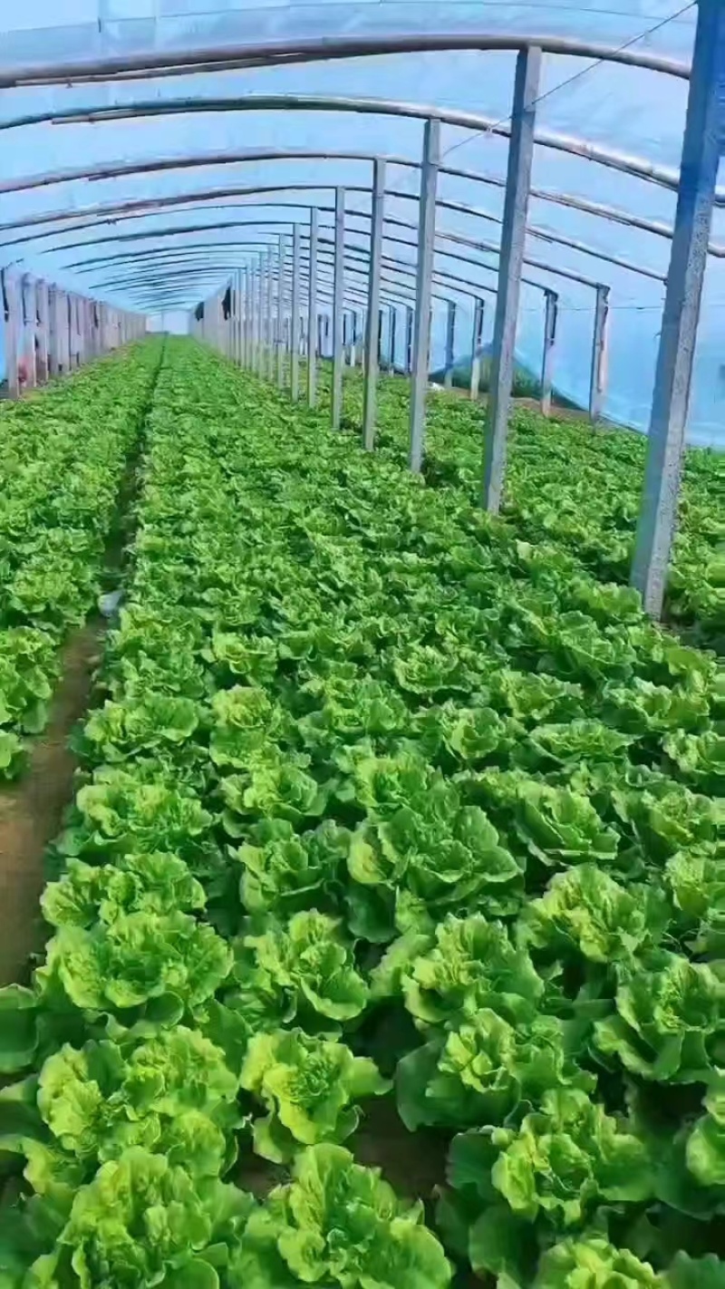 【今日推荐】意大利生菜可视频看货对接全国品质保证