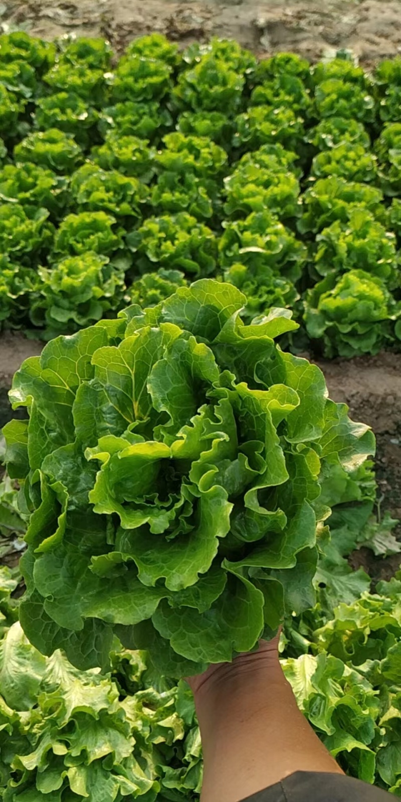 【今日推荐】意大利生菜可视频看货对接全国品质保证