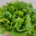 【今日推荐】意大利生菜可视频看货对接全国品质保证