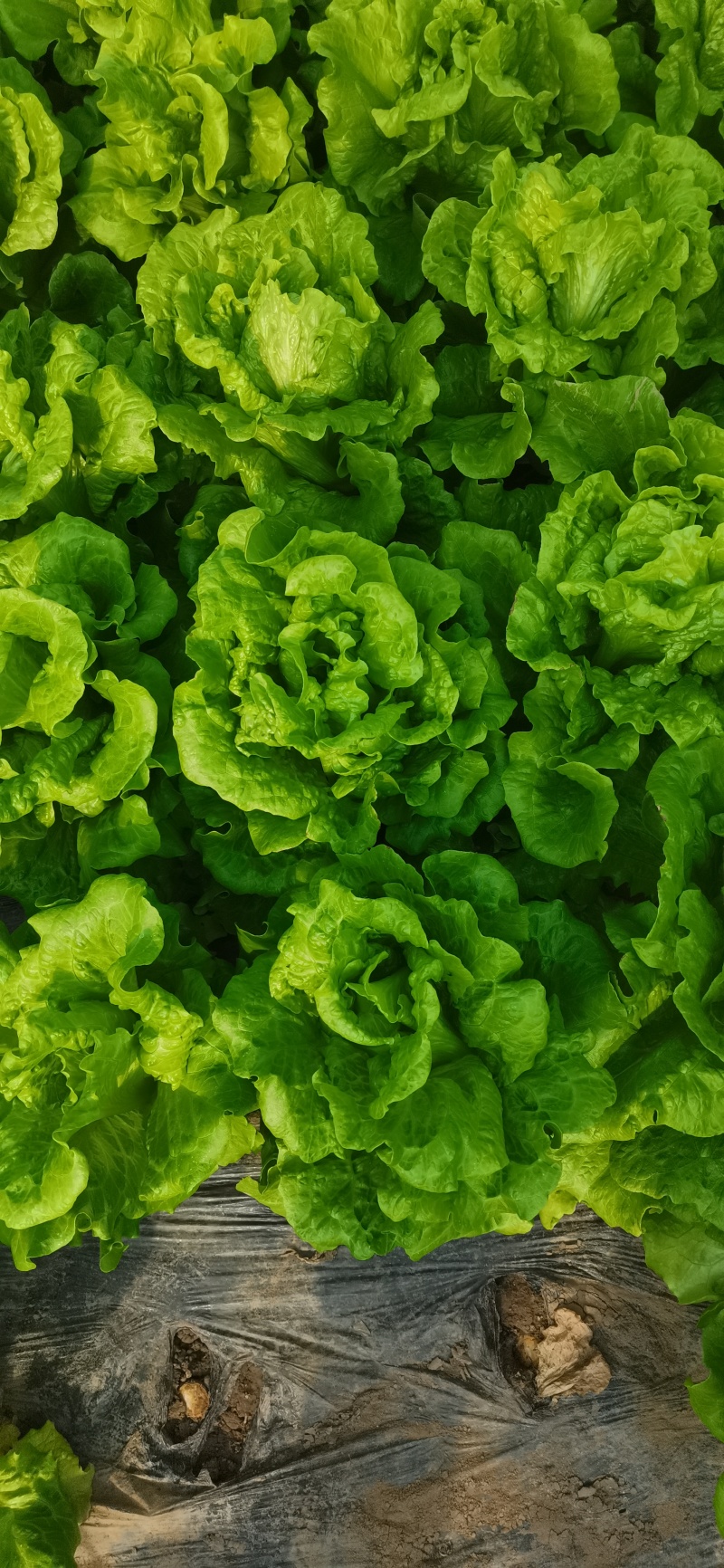 【今日推荐】意大利生菜可视频看货对接全国品质保证