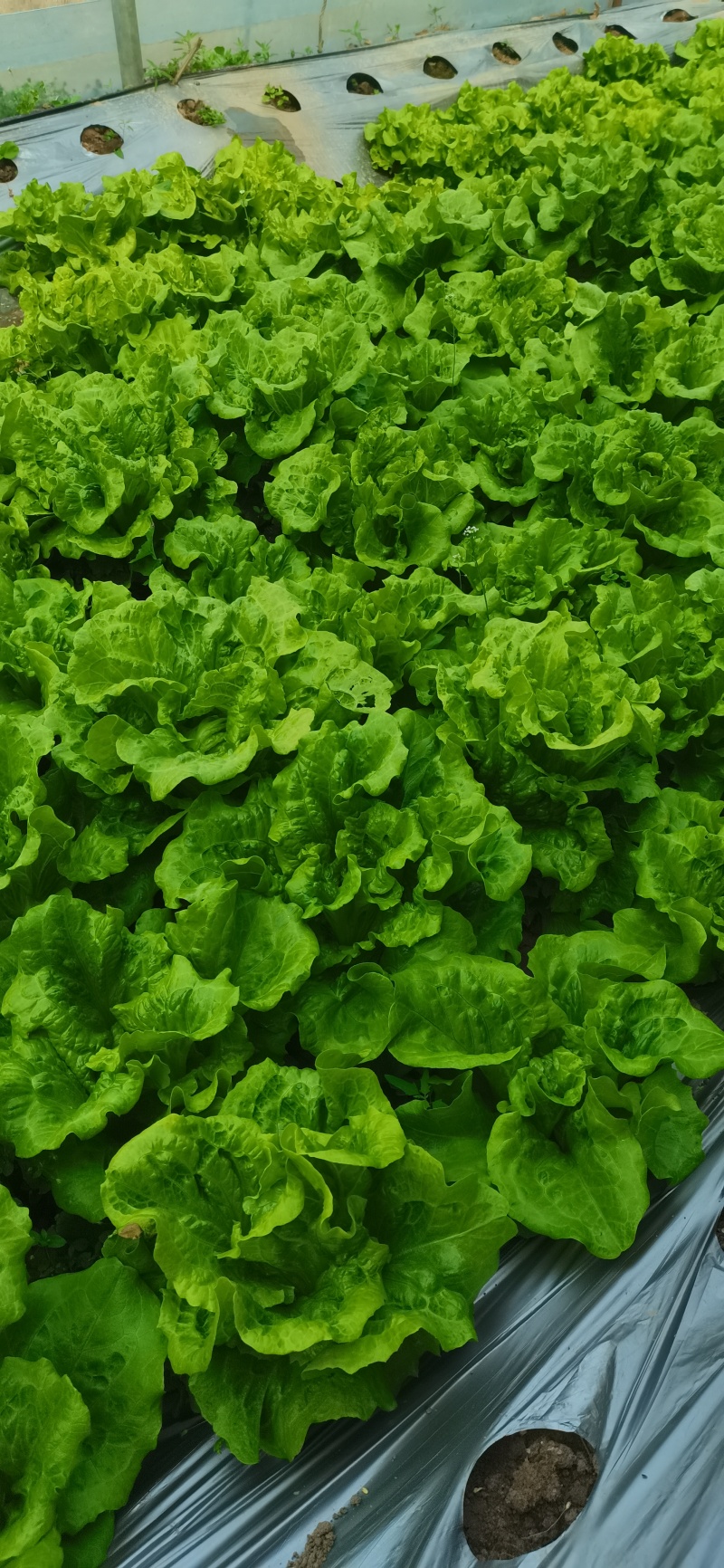 【今日推荐】意大利生菜可视频看货对接全国品质保证
