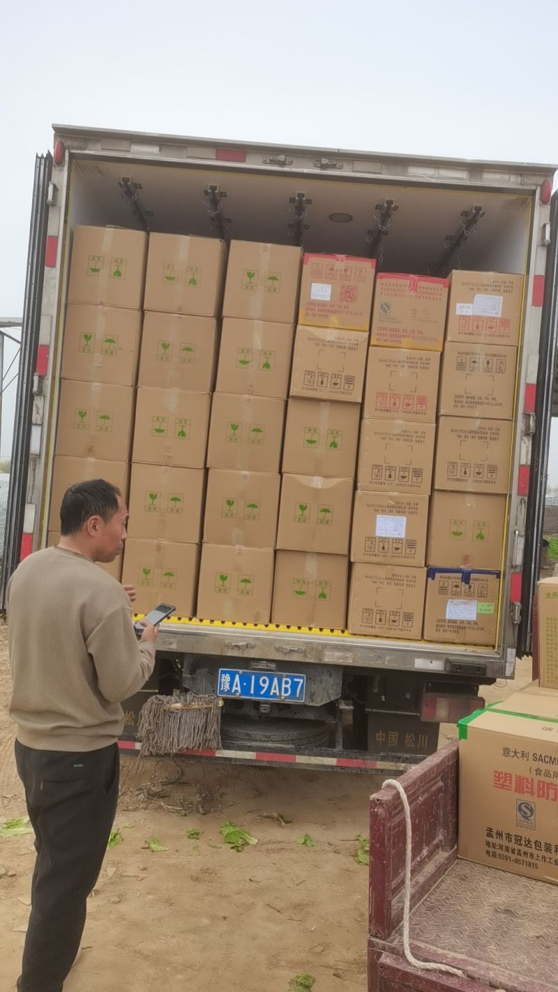 精品意大利生菜产地直发可发全国电商市场超市