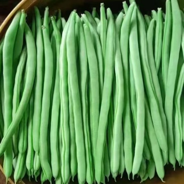 米易高山新鲜四季豆小金豆肉大青豆鲜嫩采摘价格美丽