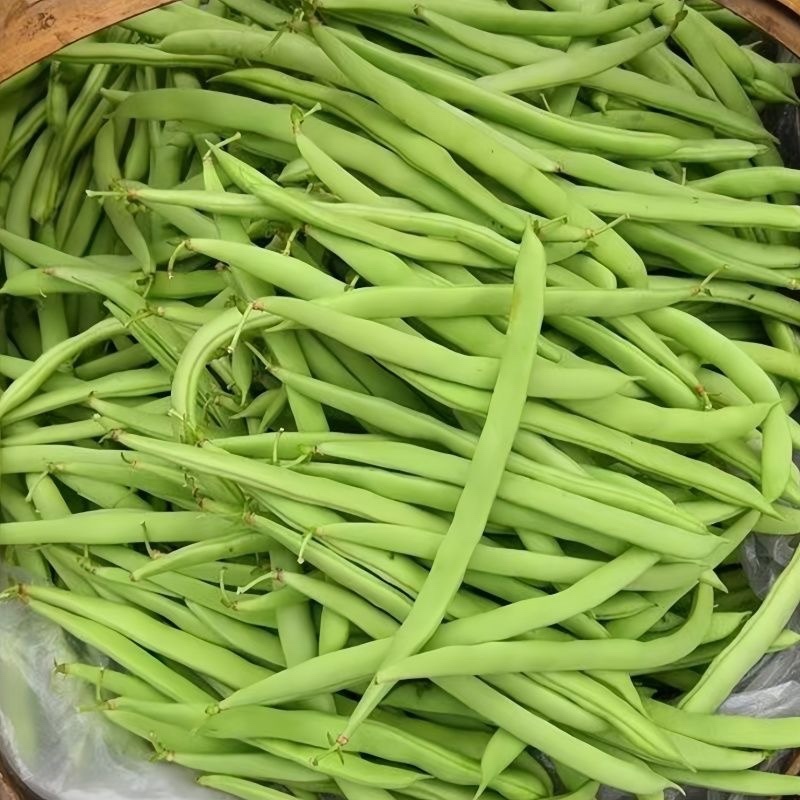 米易高山新鲜四季豆小金豆肉大青豆鲜嫩采摘价格美丽