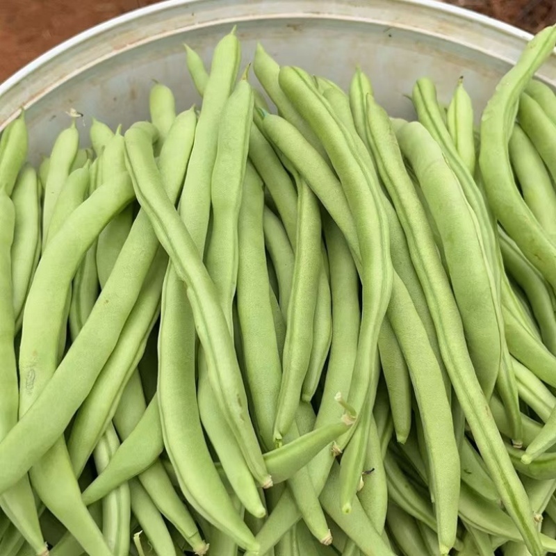 米易高山新鲜四季豆小金豆肉大青豆鲜嫩采摘价格美丽