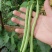 米易高山新鲜四季豆小金豆肉大青豆鲜嫩采摘价格美丽