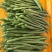 米易高山新鲜四季豆小金豆肉大青豆鲜嫩采摘价格美丽