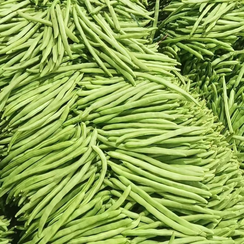 米易高山新鲜四季豆小金豆肉大青豆鲜嫩采摘价格美丽