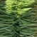 米易高山新鲜四季豆小金豆肉大青豆鲜嫩采摘价格美丽