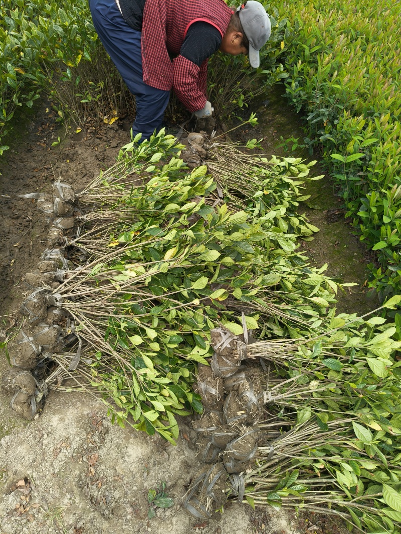 大叶栀子花小毛球平面高度45一50Cm，基地有量欢迎订购