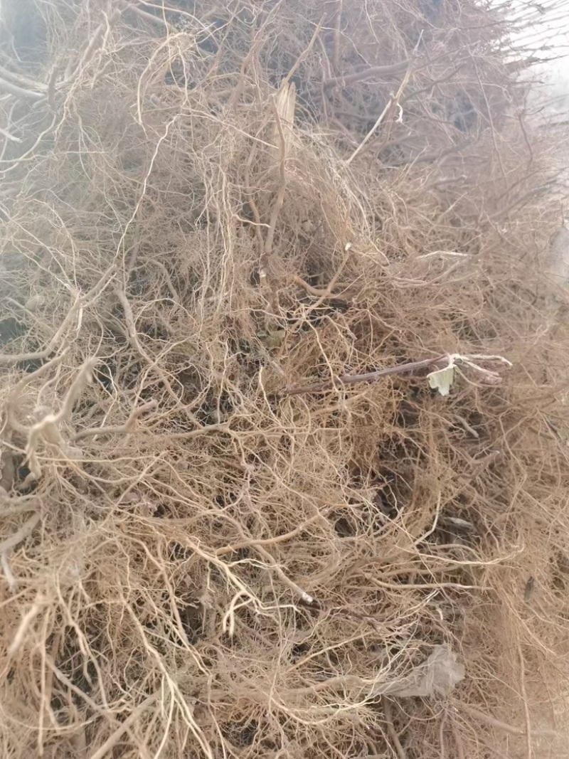 鸡心果树苗基地直发诚信经营欢迎大家前来选购