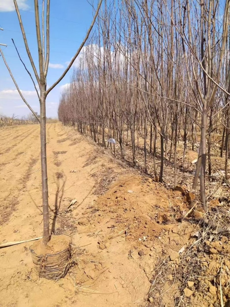 鸡心果树苗基地直发诚信经营欢迎大家前来选购