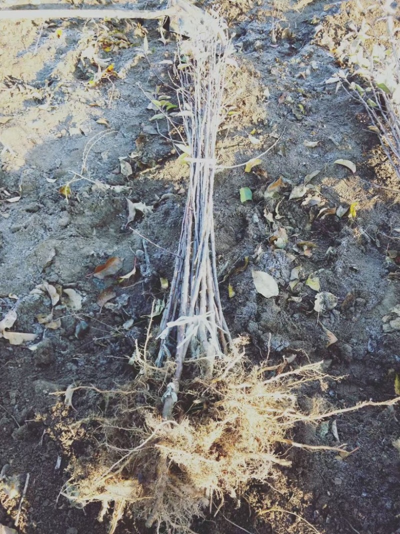 鸡心果树苗基地直发诚信经营欢迎大家前来选购
