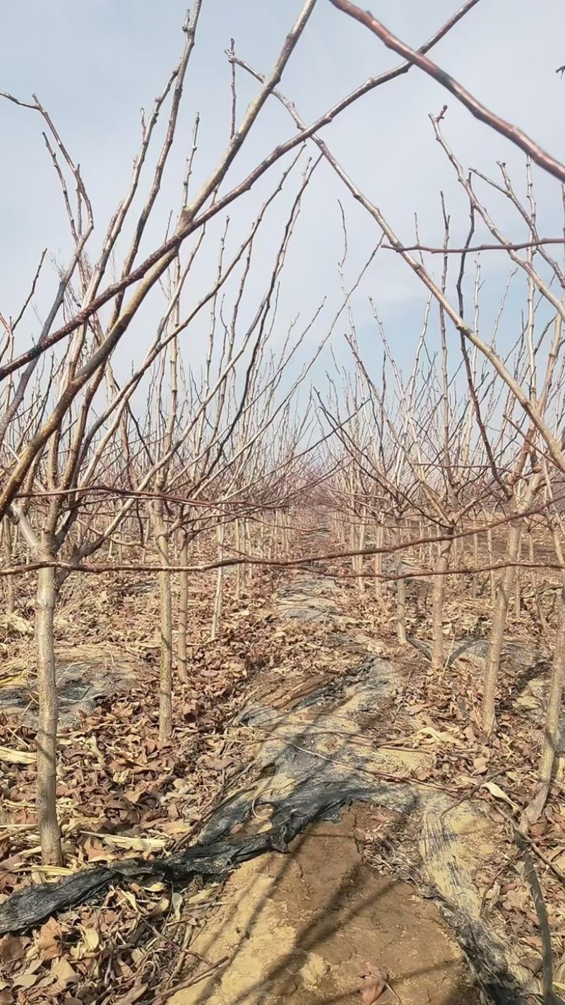 鸡心果树苗基地直发诚信经营欢迎大家前来选购