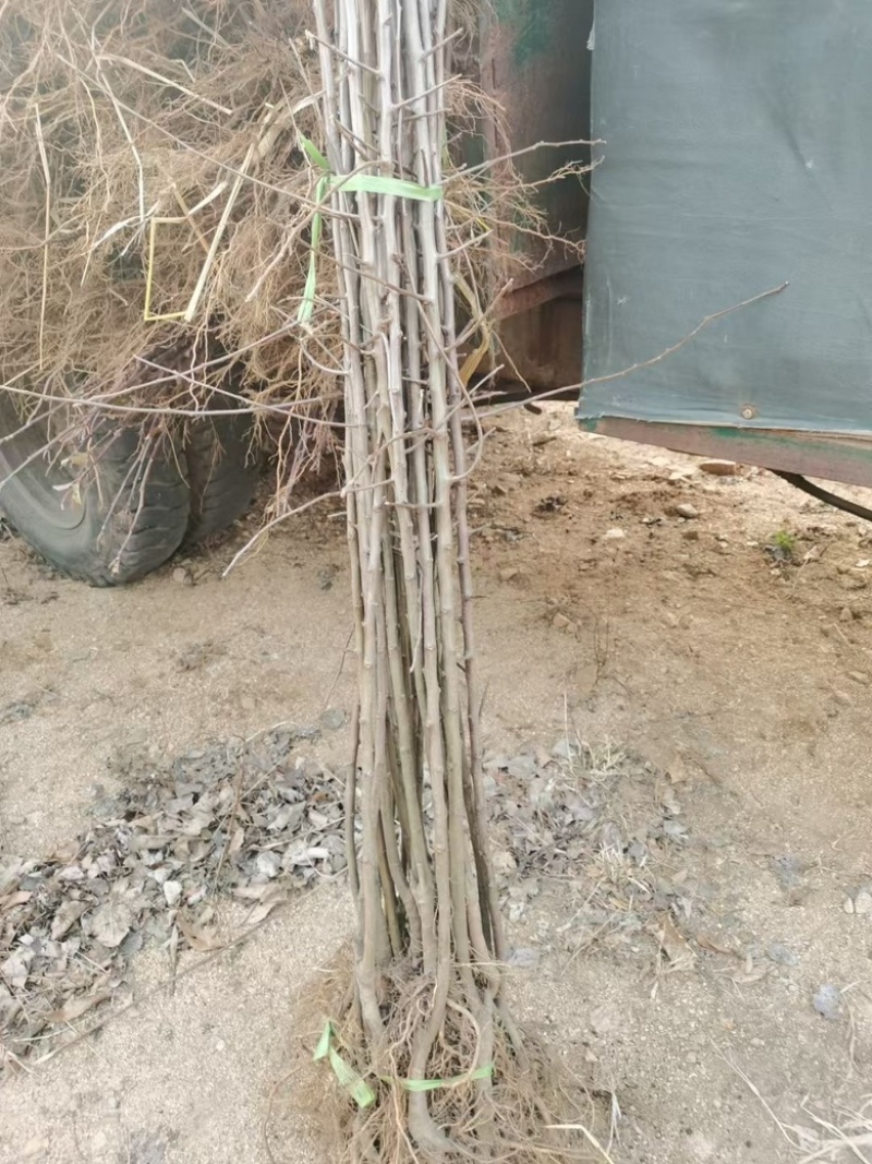 鸡心果树苗诚信经营支持视频看货欢迎选购