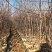 鸡心果树苗诚信经营支持视频看货欢迎选购