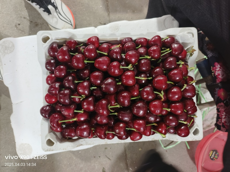 美早樱桃，布鲁克斯红灯樱桃等品种大量上市全国发货保质保量