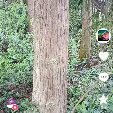 水沙树