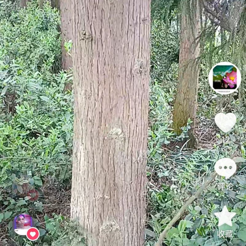 水沙树