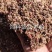 红枣粉现货直发，大枣粉，枣渣气味好，养殖用，成色好！