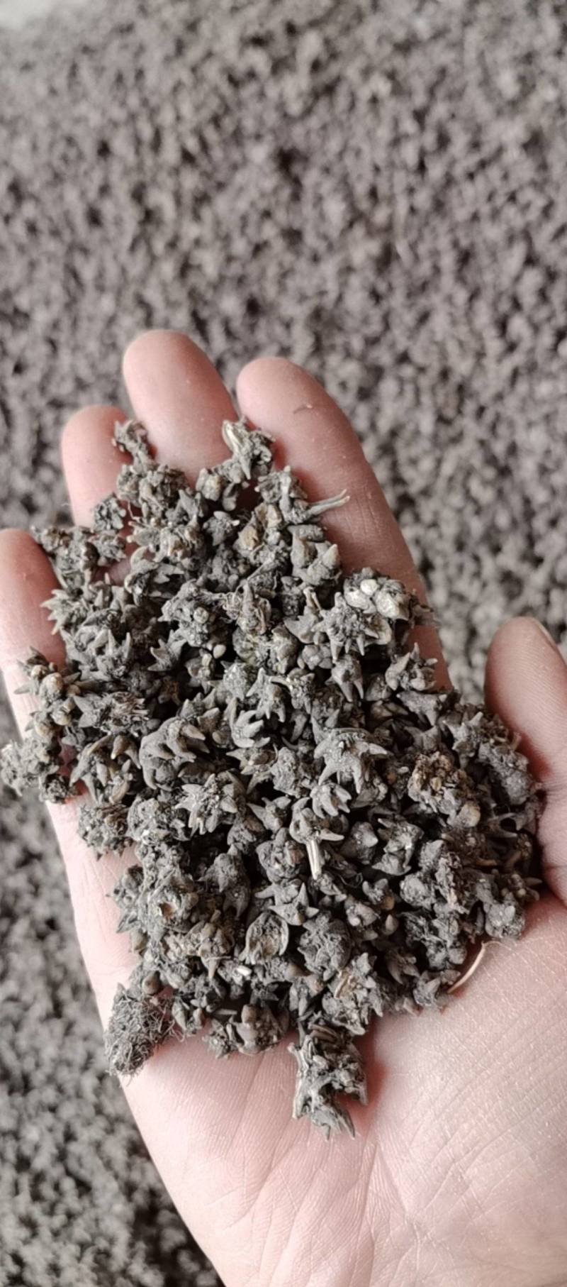 野生猫爪草尖爪