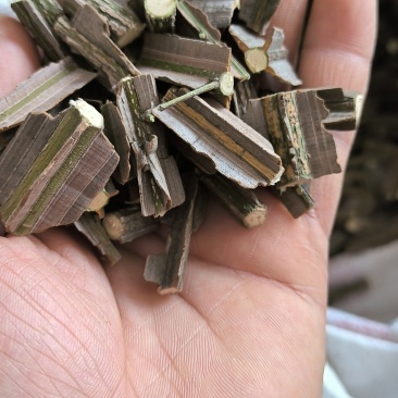 精品鬼箭羽段鬼箭羽片鬼见愁